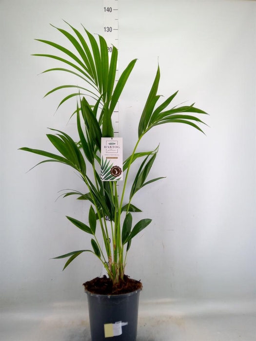 <h4>Howea forsteriana</h4>