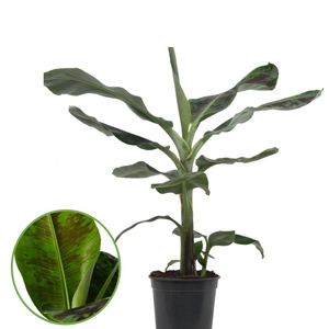 Musa Dwarf Cavendish