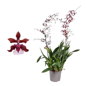 Oncidium 'Cherry Baby' toef 2 tak 17 cm met blad spikel