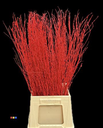 Betula / Berkentak Red