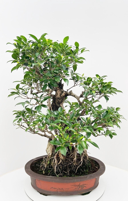 <h4>Ficus retusa, pot 50cm. Height 85cm.( single item)</h4>