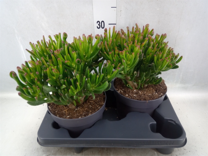 <h4>Crassula ovata 'Gollum'</h4>