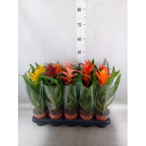Guzmania   ...mix