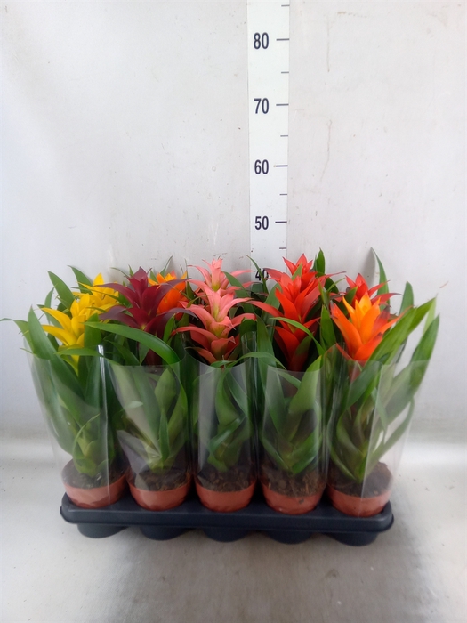 <h4>Guzmania   ...mix</h4>