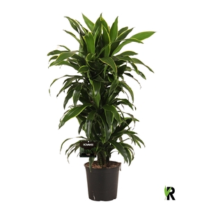 Dracaena der. Art vertakt