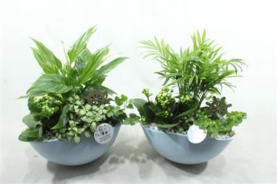<h4>SC05 EYLEEN BLUE MIX</h4>