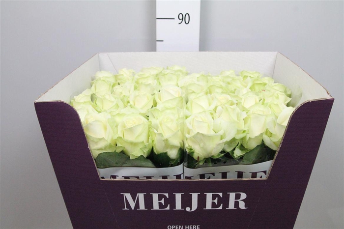 <h4>R Gr Avalanche+</h4>