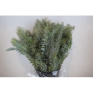 Mimosa Luna D'argento P Bunch