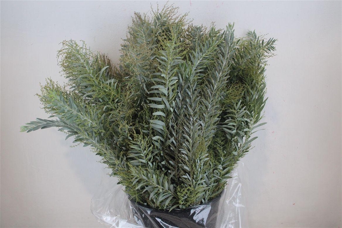 <h4>Mimosa Luna D'argento P Bunch</h4>