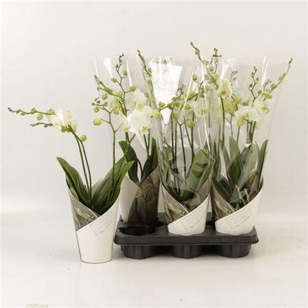 <h4>Phal An Inverness 4 Branches 30+</h4>