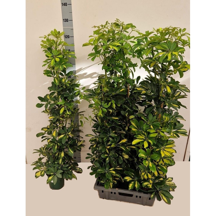 <h4>SCHEF AR DALTON</h4>