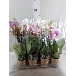 Phalaenopsis   ...mix