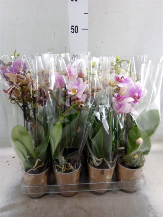 <h4>Phalaenopsis   ...mix</h4>