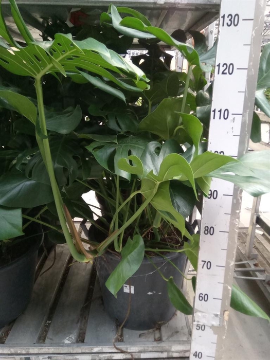 <h4>Monstera delic.</h4>