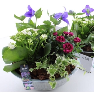 ARR TUINPLANTEN