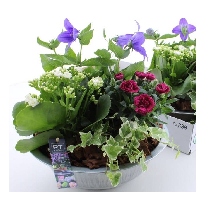 <h4>ARR TUINPLANTEN</h4>