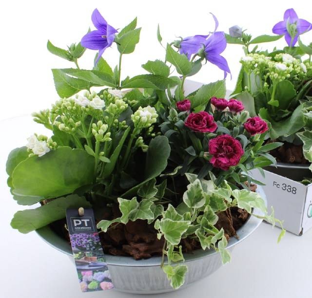 ARR TUINPLANTEN