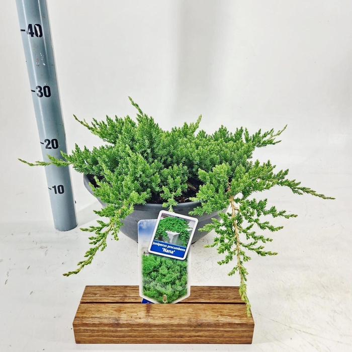 <h4>Juniperus procumbens Nana</h4>