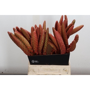 Aloe Arborescens 50cm