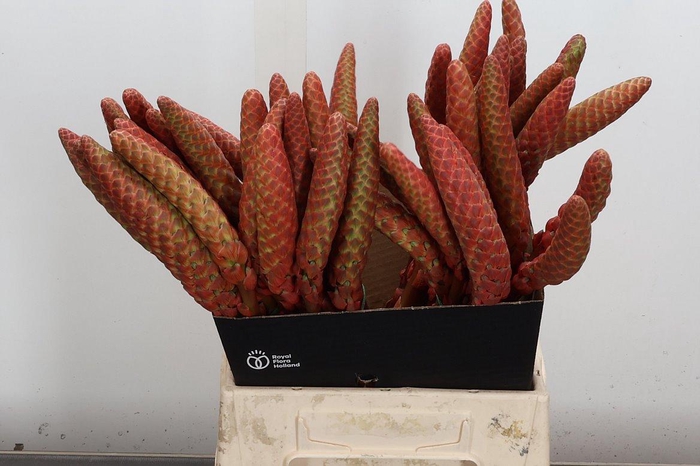 <h4>Aloe Arborescens 50cm</h4>