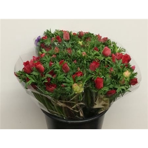 Anem Mistral Red Extra