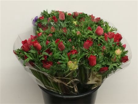 <h4>Anem Mistral Red Extra</h4>