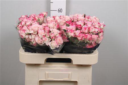 <h4>R Tr Reflex</h4>