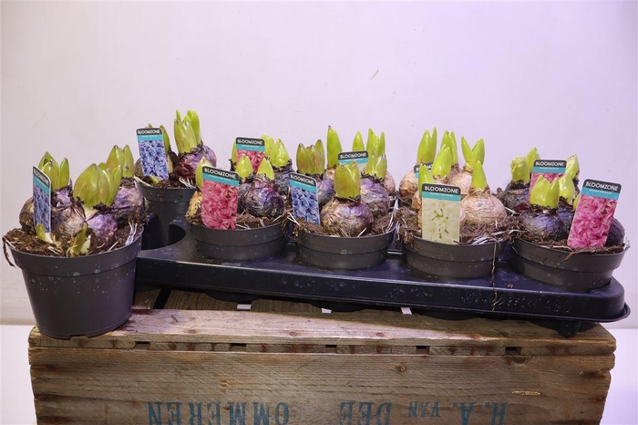 <h4>Hyacin Gem 3 Kl</h4>