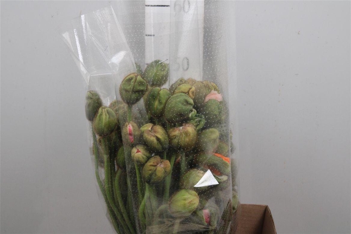 <h4>Papa Nu Pop Bus Gem</h4>