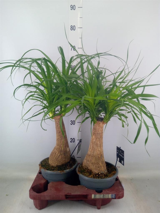 <h4>Beaucarnea recurvata</h4>