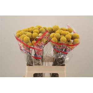 Craspedia Paintball Pop