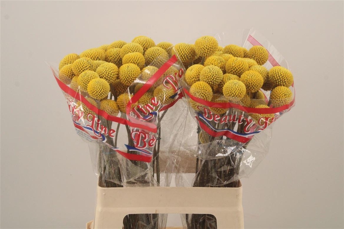 <h4>Craspedia Paintball Pop</h4>