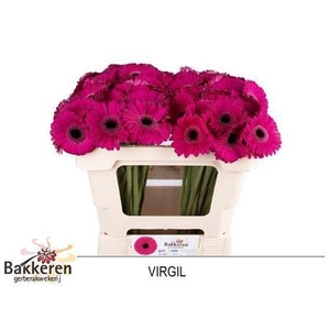 Ge Mi Virgil+ 07 CM,AQUA,(NL),MPS A,(20)