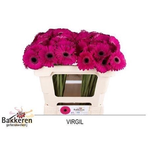 Ge Mi Virgil+ 07 CM,AQUA,(NL),MPS A,(20)