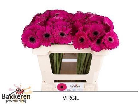 <h4>Ge Mi Virgil+ 07 CM,AQUA,(NL),MPS A,(20)</h4>