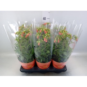 Kalanchoe HG 'Lucky Bells'