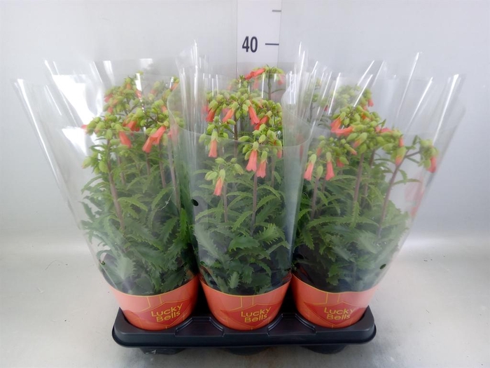 <h4>Kalanchoe HG 'Lucky Bells'</h4>
