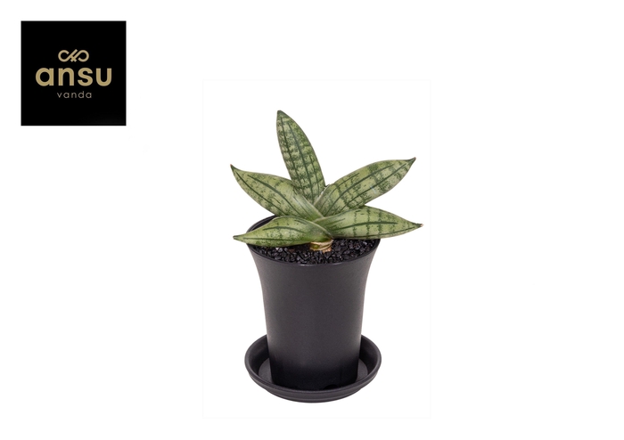 <h4>Sansevieria Inti Mini No. 5 in sierpot</h4>
