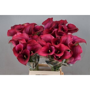 Calla Captain Promise