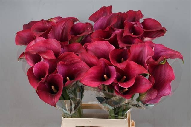 <h4>Calla Captain Promise</h4>