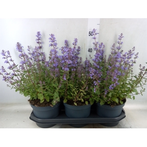Nepeta faassenii  'Purrsian Blue'