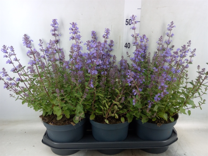<h4>Nepeta faassenii  'Purrsian Blue'</h4>
