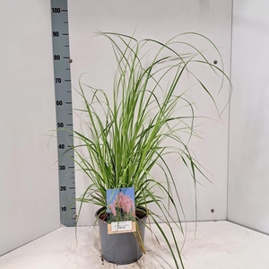 Cortaderia selloana Rosea