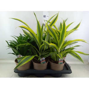 Dracaena   ...mix