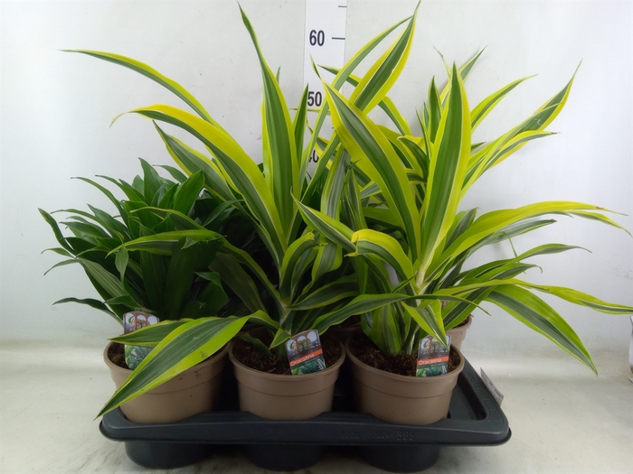<h4>Dracaena   ...mix</h4>