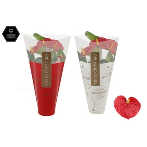 Anthurium Diamond Red in Ruby Red & White sleeve