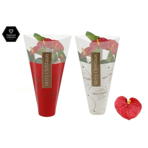 Anthurium 9 cm Diamond Red in Ruby Red & White sleeve