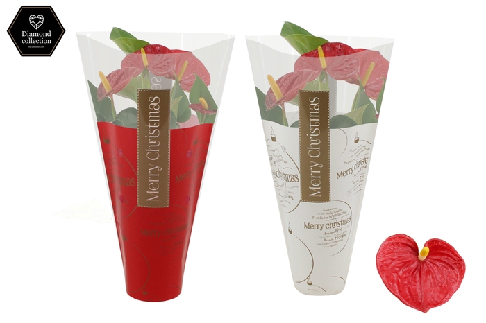 <h4>Anthurium Diamond Red in Ruby Red & White sleeve</h4>