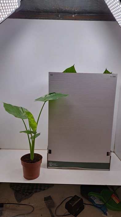 <h4>ALOC MACRORRHIZOS</h4>