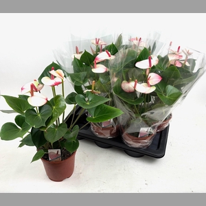 ANTHU AN PR AM ELEGA